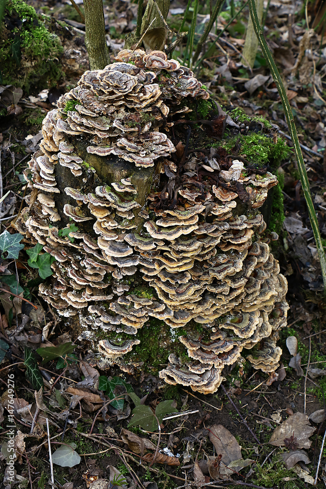 Baumpilz Wurzelschwamm am Baumstumpf, Heterobasidion annosum Baumpilz Wurzelschwamm am Baumstumpf, Heterobasidion annosum