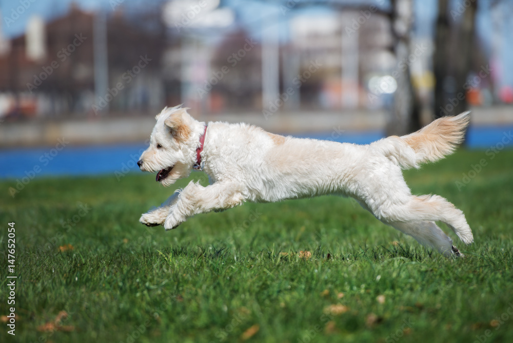 mixed breed dog running outdoors in summer mixed breed dog running outdoors in summer