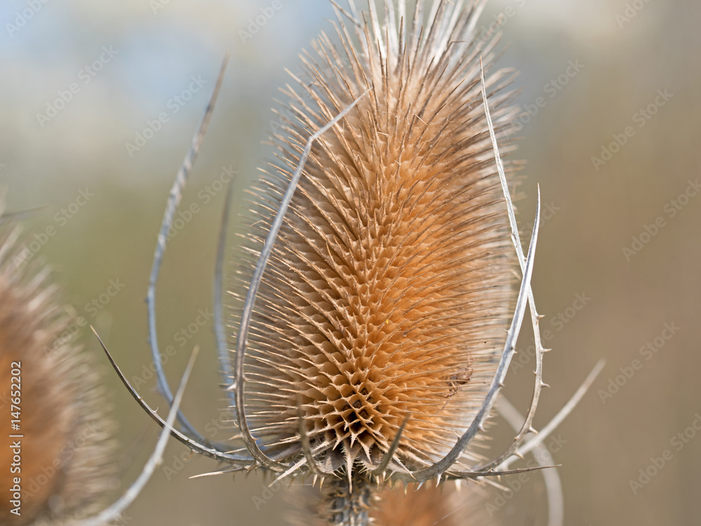 Wilde Karde, Dipsacus fullonum, getrocknet