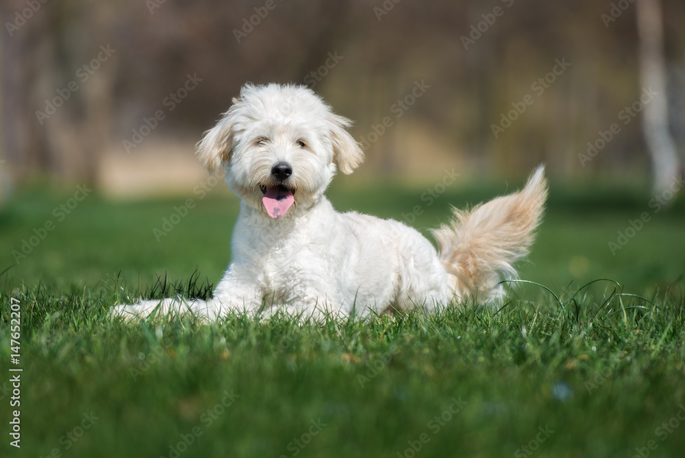 happy mixed breed dog lying down on grass  
