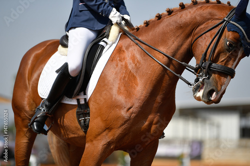 Close up on a bay horse with rider during a dressage competition 