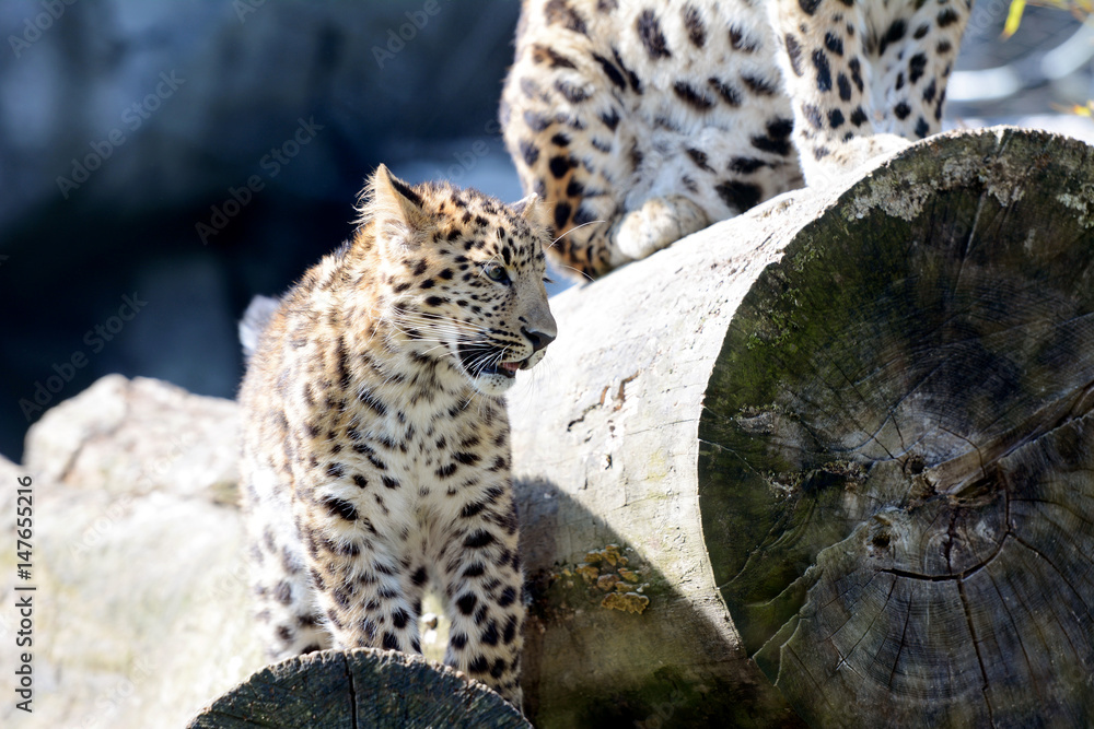 Fototapeta premium Amur leopard in the zoo.