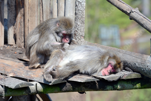 Macaque reddish in the zoo. Macaca fuscata. © Alena