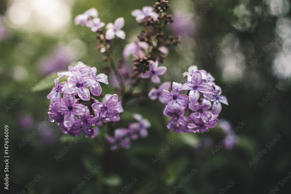 Spring flowers in a garden. Spring flowers in a garden.