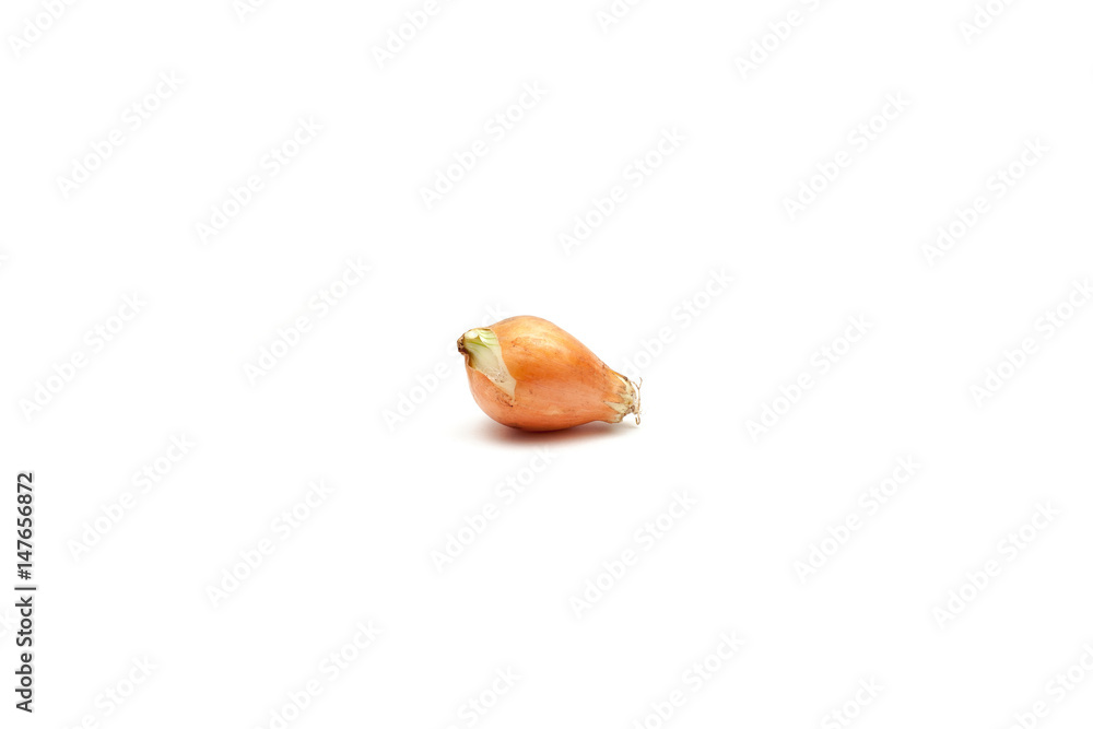 Onion on white background
Onion on white background