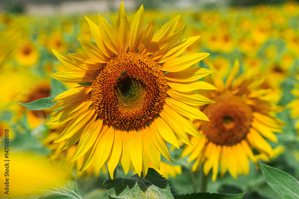 fresh sunflower flowers at bright summer day close up, Provence