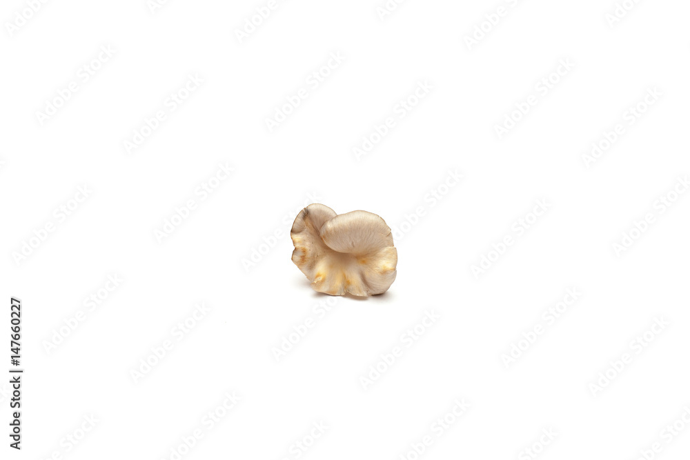 Fototapeta premium Oyster mushrooms on white background 
