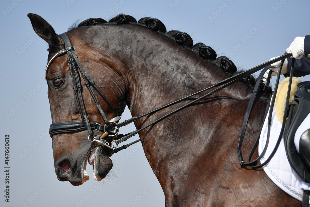Obraz premium Close up on a horse head during a dressage competition