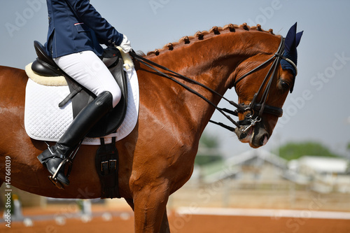 Schilderij op canvas Close up on a horse head during a dressage competition