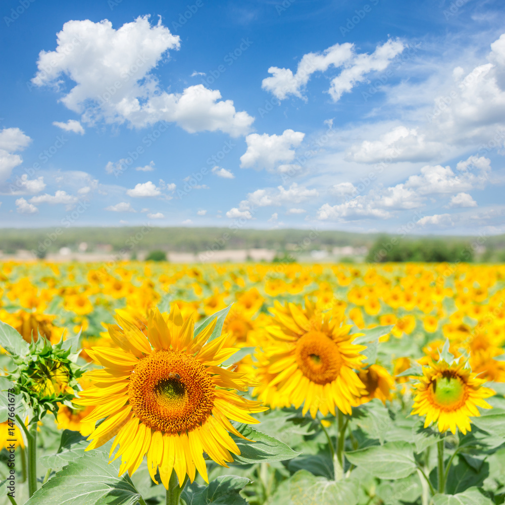 Fototapeta premium Field of colorful fresh blooming sunflowers at bright summer day under blue sky with clouds