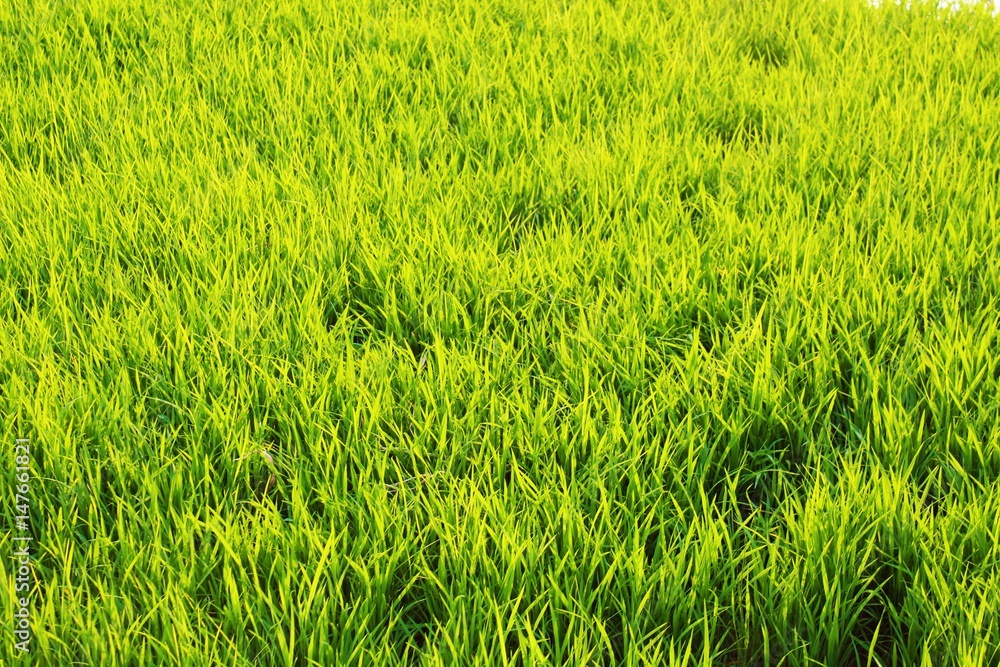 GreenGrass Landscape Shot GreenGrass Landscape Shot