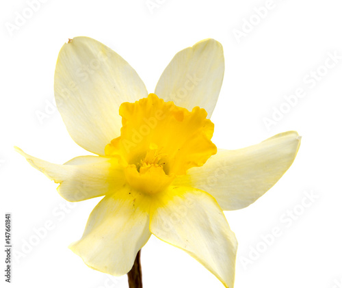 Fototapeta Naklejka Na Ścianę i Meble -  Flower of yellow Daffodil (narcissus) isolated on white background