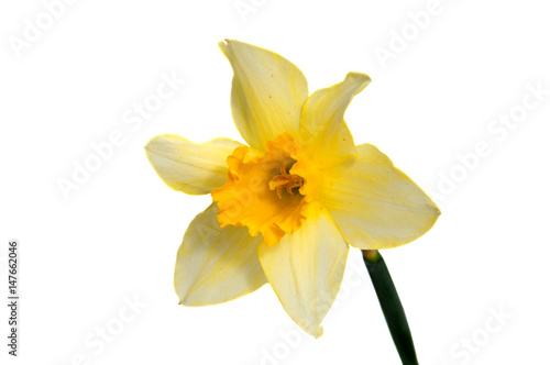 Flower of yellow Daffodil (narcissus) isolated on white background