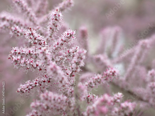 flower pink tree