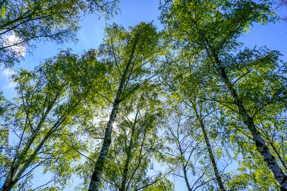 Fototapeta premium hohe Birken mit blauem Himmel