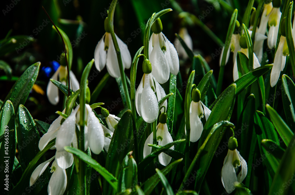 Fototapeta premium First snowdrops in a forest on spring