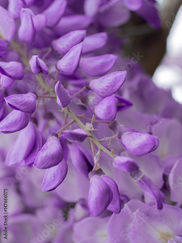 Fototapeta Naklejka Na Ścianę i Meble -  flower purple cluster