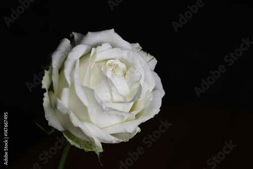 White rose with the black background ideal for wallpaper and background