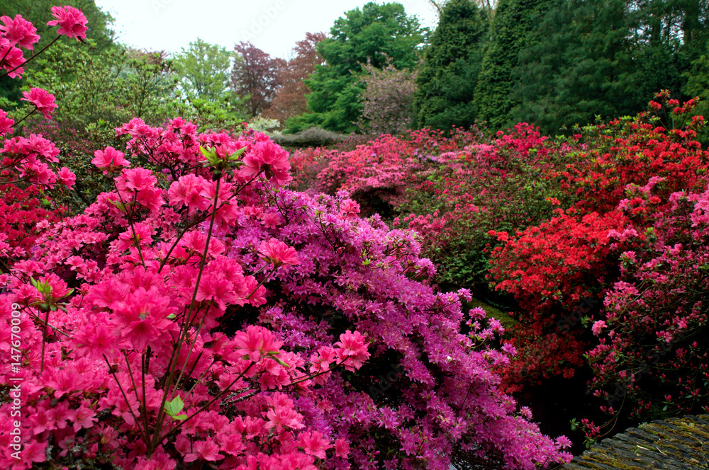 Flowers in the garden Flowers in the garden