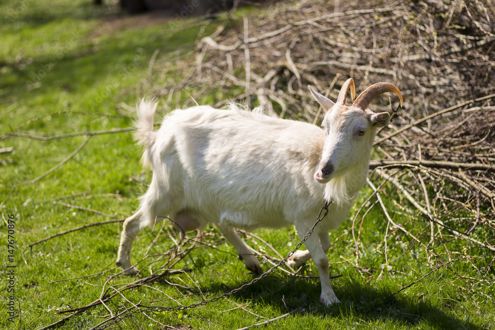 Obraz premium White goat graze on a meadow