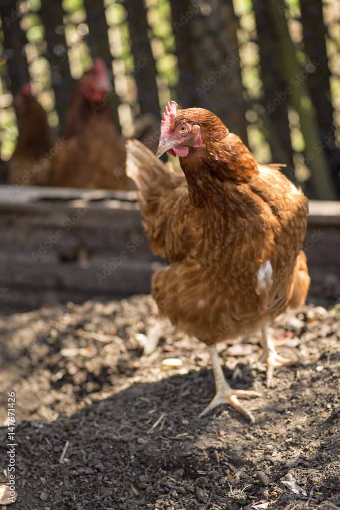 Fototapeta premium Chicken in garden