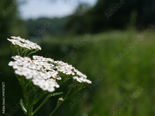 flower white green grass