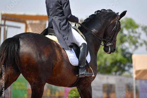 Dressage rider on a bay horse © PROMA