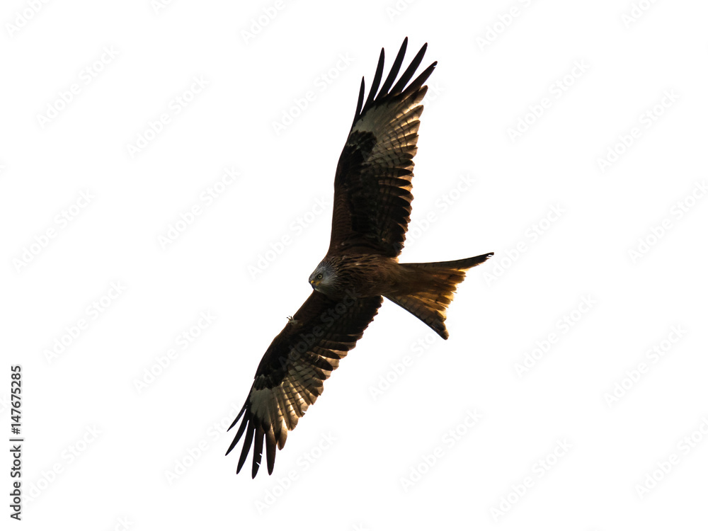 Fototapeta premium Red kite flying, isolated on white background