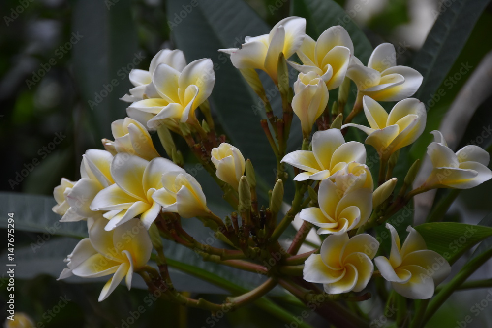 Obraz premium Natural Beauty - Flowers