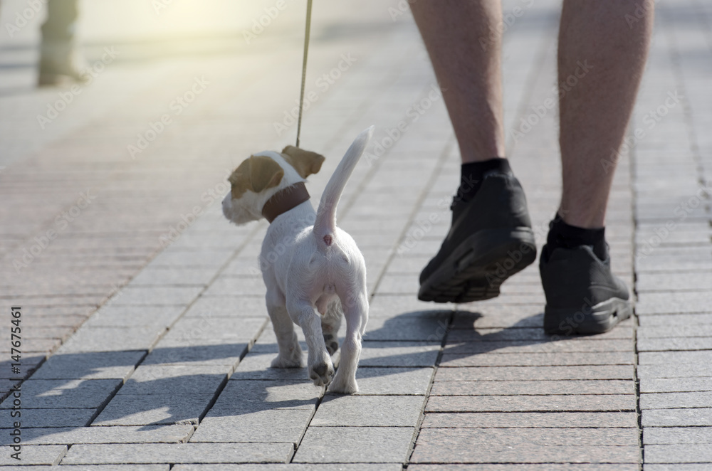 Man walking with a puppy in the city