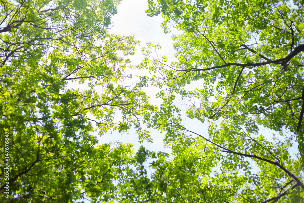 Fototapeta premium Looking up in the spring forest, through green leaves