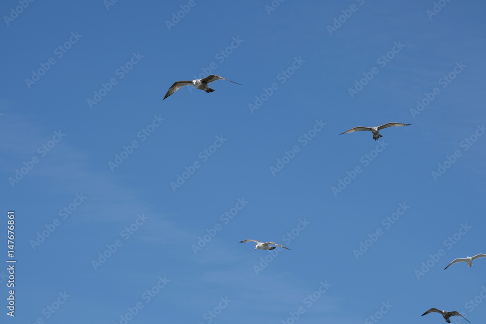 Seagulls against blue sky