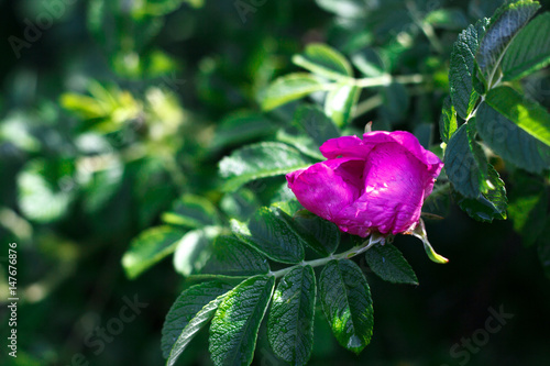 Close-up of a purple flower on a green branch