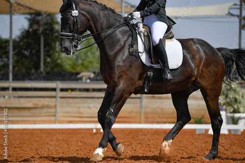 Dressage rider on a bay horse © PROMA
