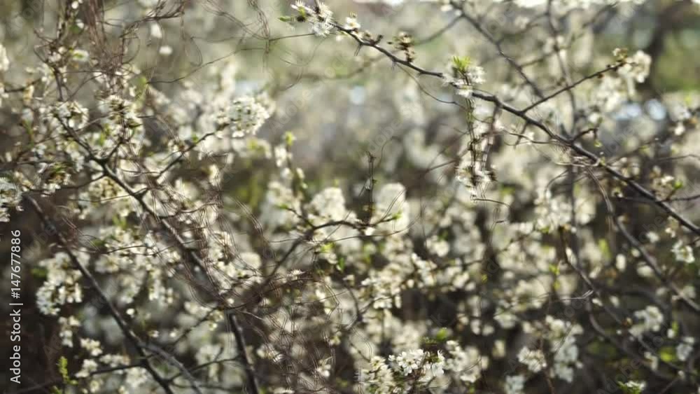 White flowers White flowers