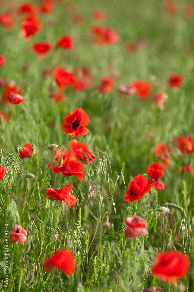 Naklejka premium Poppy farming, summer, nature, agriculture concept - industrial farming of poppy flowers - close up of red poppies over red flowers background.