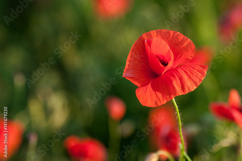 Nature, spring, summer, blooming flowers concept - close up on flowering poppy in the spring field, at sunny day with green grass background - empty space for text.