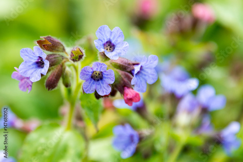 Wallpaper Mural close-up portrait of a blossoming lungword, one of the first springtime blossoming plants in germany Torontodigital.ca