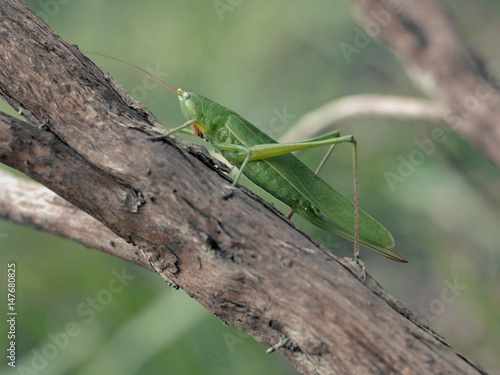 grasshopper green on tree