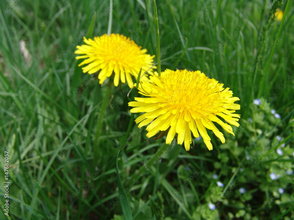 field, meadow, natural, nature, flora, dandelion, grass, garden, landscape, flower, green, season, beautiful, background, leaf, spring, beauty, yellow, blossom, summer, herb, taraxacum, plant, lawn, b field, meadow, natural, nature, flora, dandelion, grass, garden, landscape, flower, green, season, beautiful, background, leaf, spring, beauty, yellow, blossom, summer, herb, taraxacum, plant, lawn, b