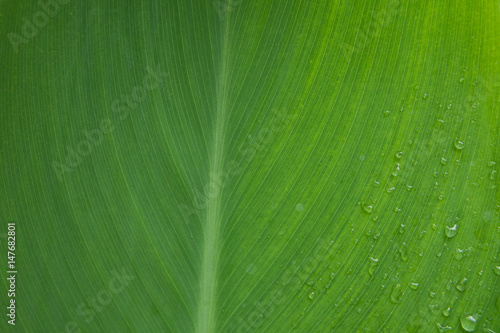Macro of hearth leaf and drop dew,