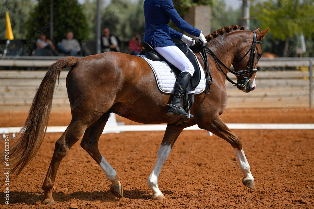 Obraz premium Dressage rider on a bay horse 