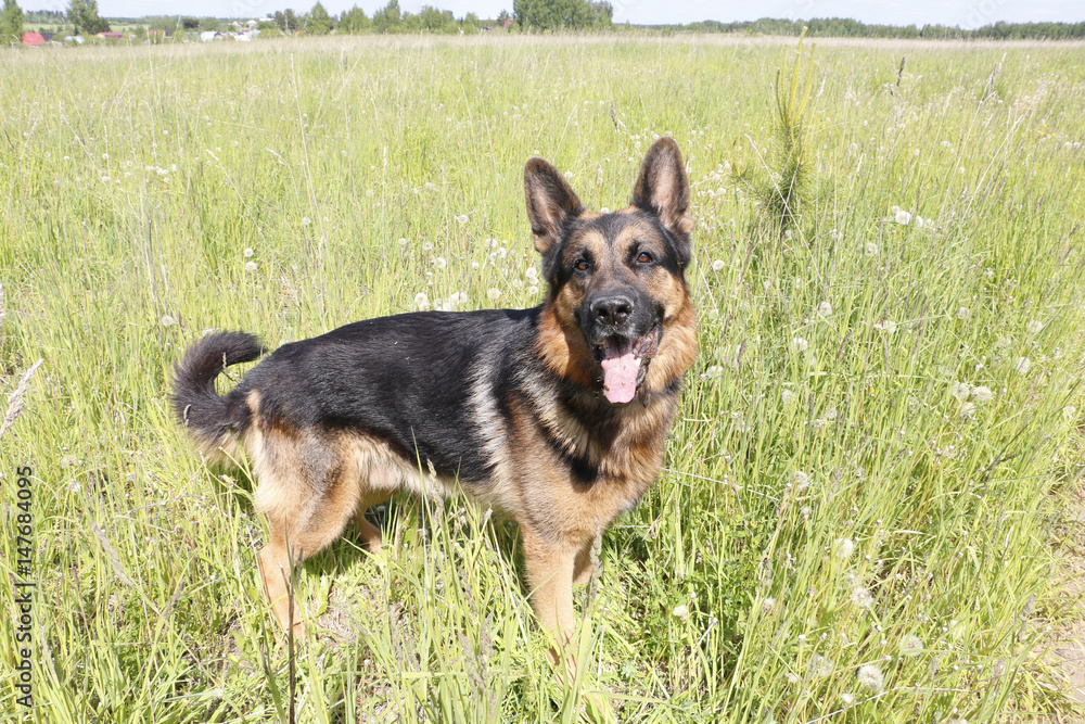 Dog german shepherd and grass around in a summer