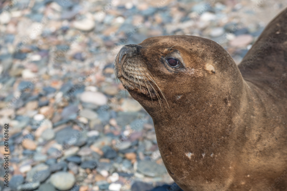 Obraz premium Sea lions at the Patagonia beach, Argentina