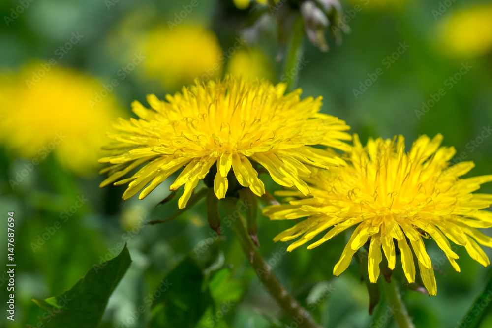 dandelion field of green grass dandelion field of green grass