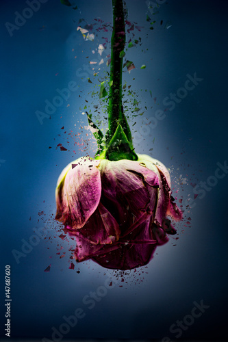 Fragile Rose