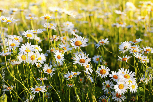 daisies in a meadow