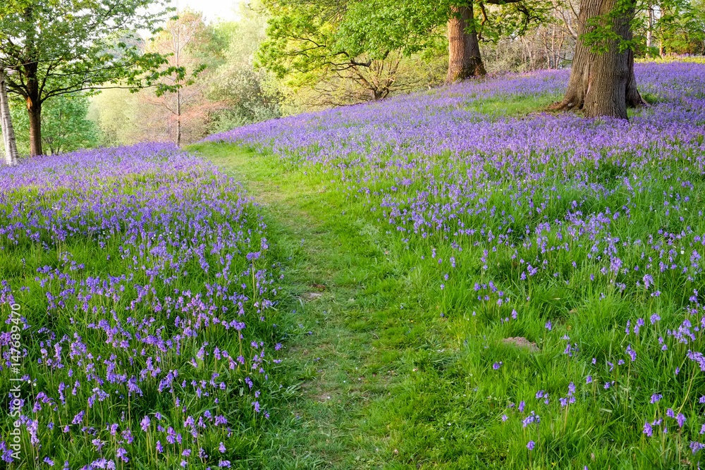 Naklejka premium An open woodland with a groundcover of bluebells separated by a grass path