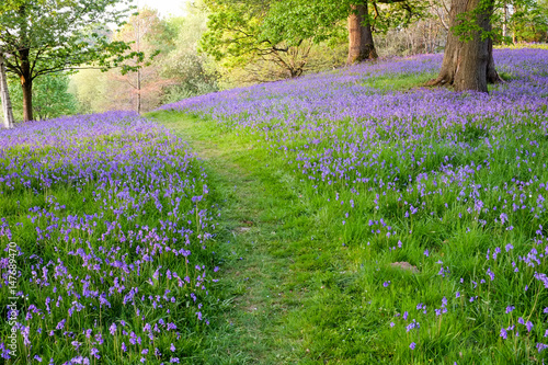 An open woodland with a groundcover of bluebells separated by a grass path