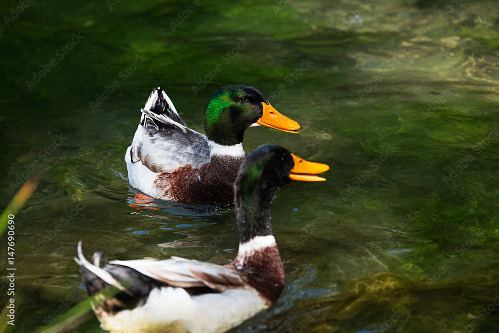 Obraz premium Two Beautiful male ducks
